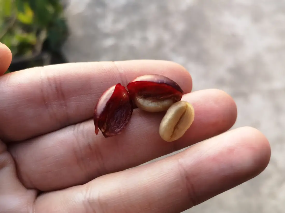 Cerise de café ouverte montrant les grains