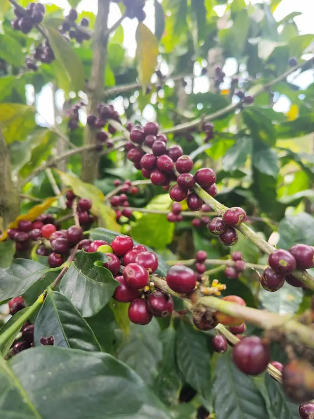 Cerises de café rouges et violettes sur la branche