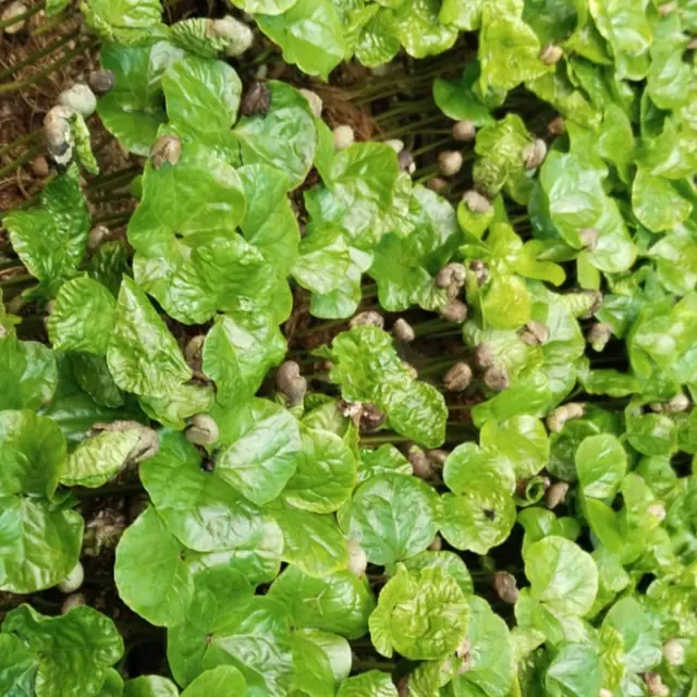 Feuilles de caféier et petites cerises vertes