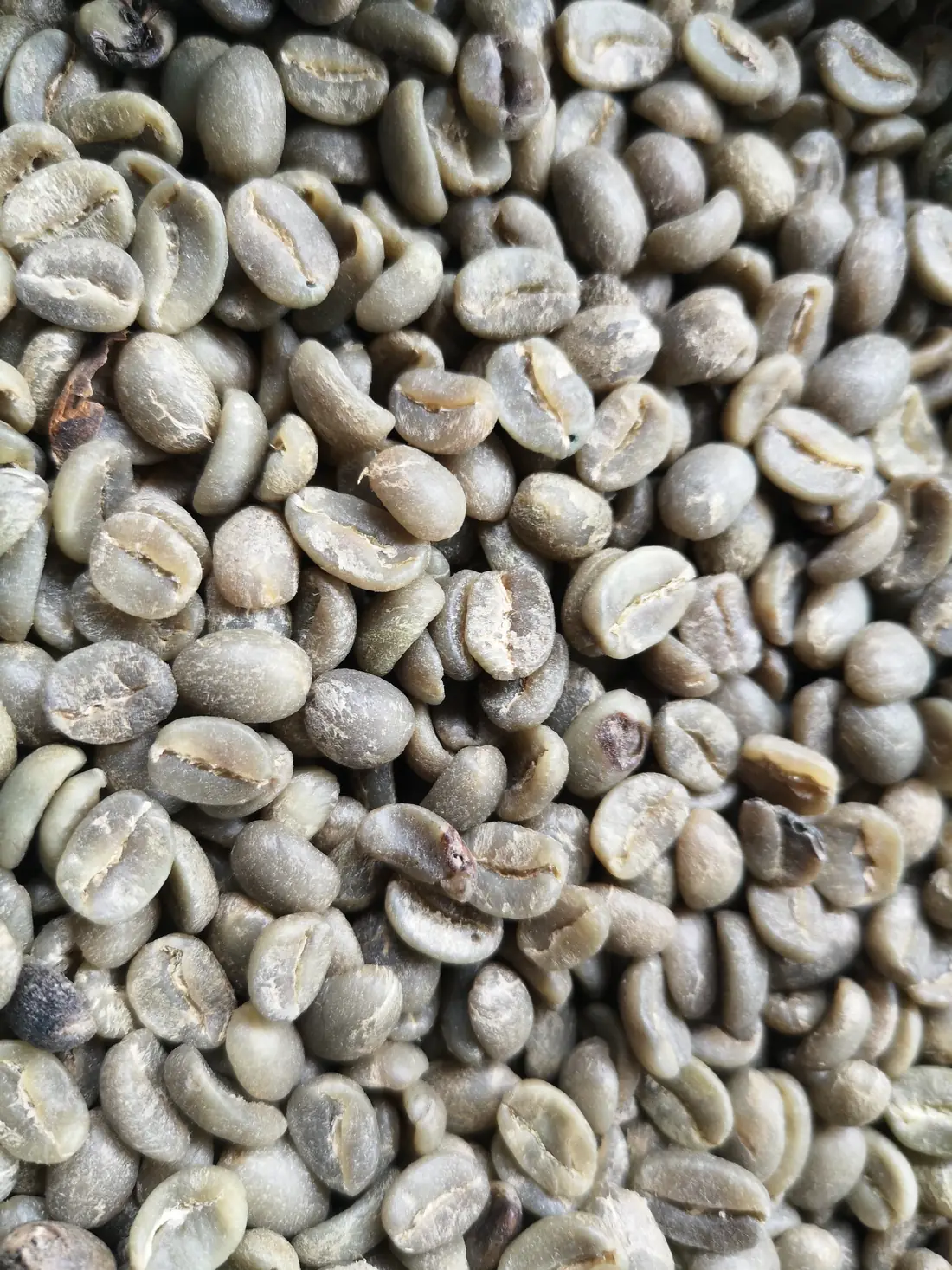 Grains de café vert